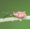 Curculio sp.